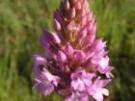 Anacamptis pyramidalis